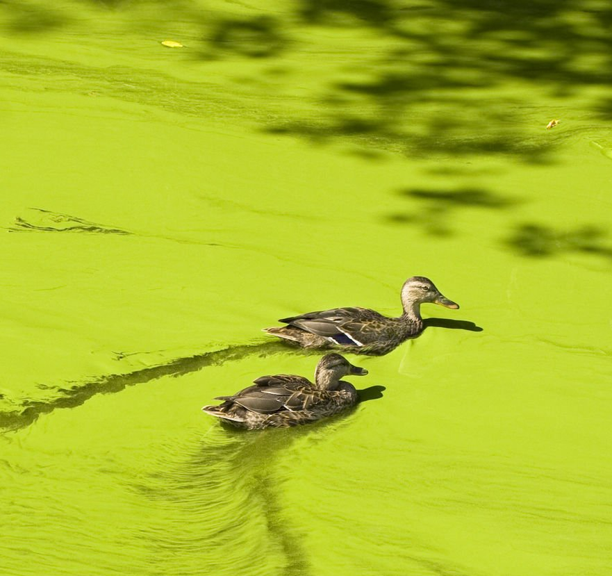 The Cost of Water Pollution in Morocco: Devastating Ecosystems and&nbsp;Beyond
